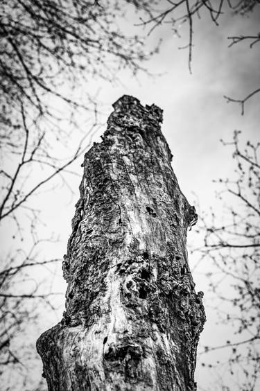 Pecker Stump - Pere Marquette Illinois State Park thumb