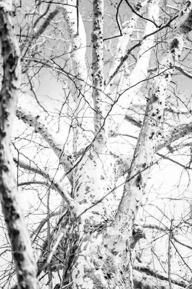 Print of Documentary Tree Photography by Steve Hartman