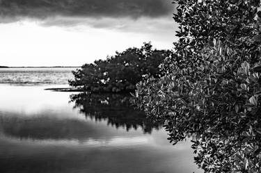 Terra Ceia Bay Mangroves - Florida thumb