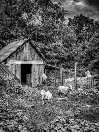 Original Documentary Rural life Photography by Steve Hartman