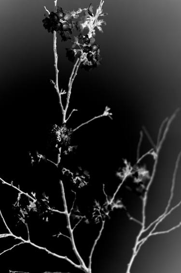 Print of Documentary Floral Photography by Steve Hartman