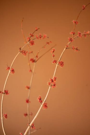 Red Maple Blossoms on Brown thumb