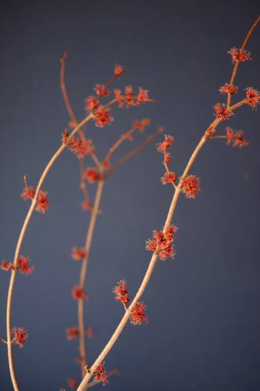 Red Maple Blossoms on Colonial Blue thumb