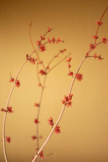 Print of Documentary Floral Photography by Steve Hartman