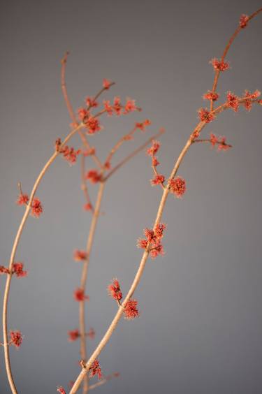 Red Maple Blossoms on Gray thumb