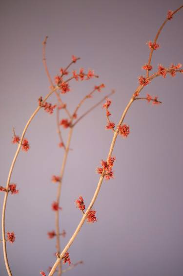 Print of Documentary Floral Photography by Steve Hartman