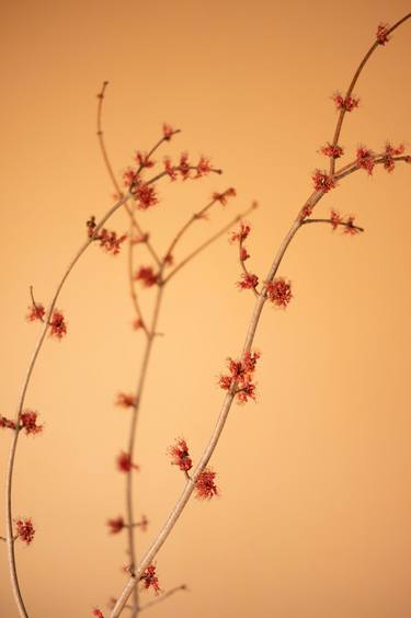 Print of Conceptual Floral Photography by Steve Hartman
