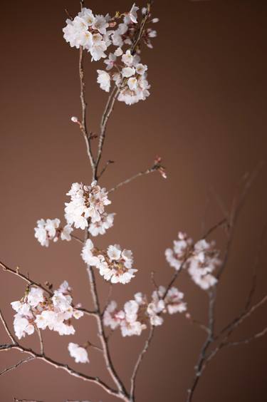 Cherry Blossoms on Brown thumb
