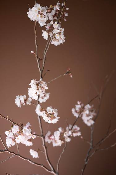 Original Minimalism Floral Photography by Steve Hartman