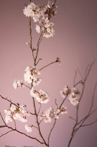 Cherry Blossoms on Pink thumb