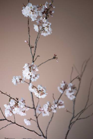 Cherry Blossoms on Tan thumb