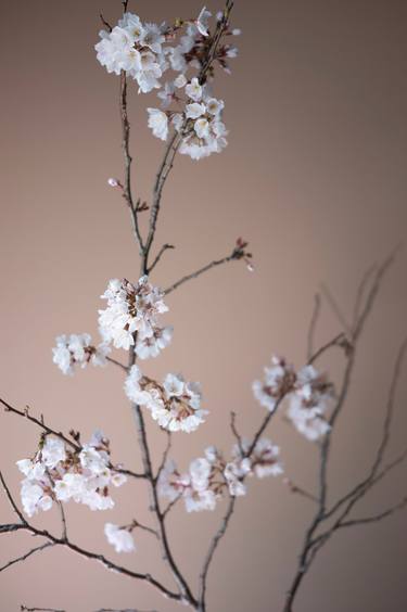 Print of Minimalism Botanic Photography by Steve Hartman