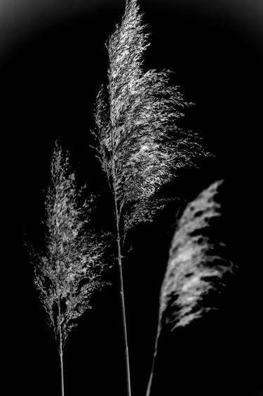 Giant Reed (Phragmites Australis) on Black thumb