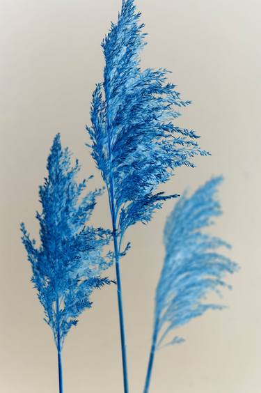 Original Minimalism Botanic Photography by Steve Hartman