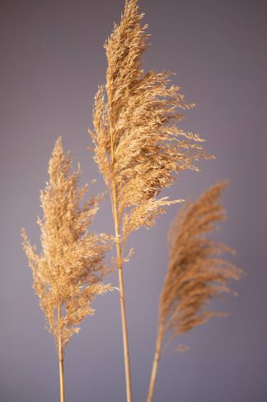 Giant Reed (Phragmites Australis) on Lavender Background thumb
