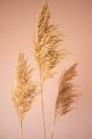 Giant Reed (Phragmites Australis) on Pink Background thumb