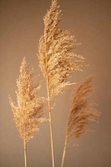 Original Botanic Photography by Steve Hartman