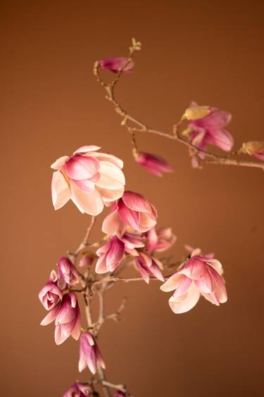 Original Conceptual Floral Photography by Steve Hartman