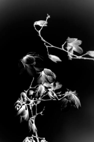 Original Modernism Botanic Photography by Steve Hartman