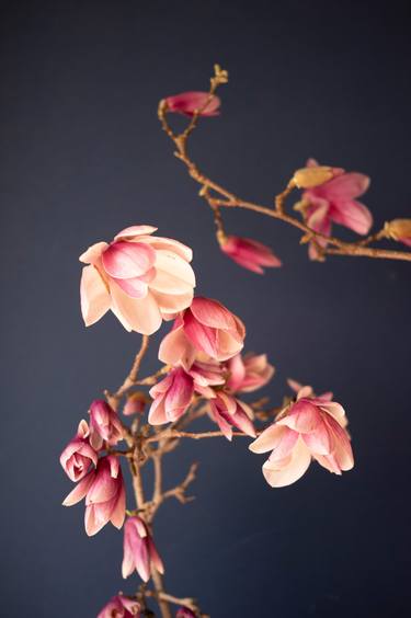 Original Minimalism Floral Photography by Steve Hartman