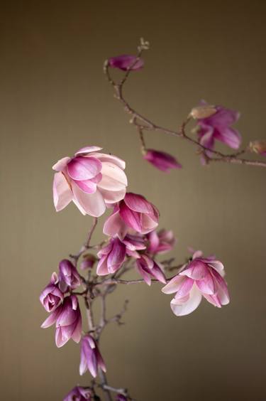 Original Floral Photography by Steve Hartman