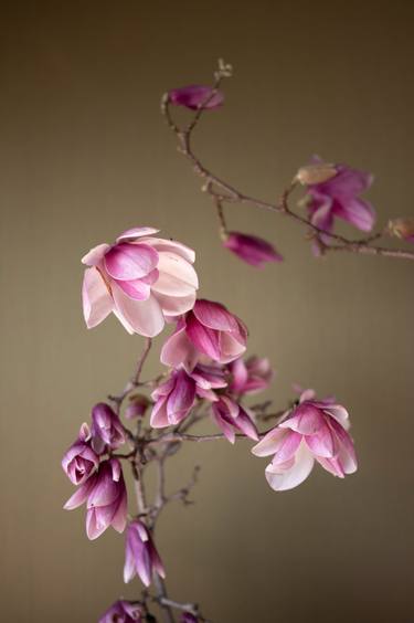 Tulip Magnolia Blossom on Gold Background thumb