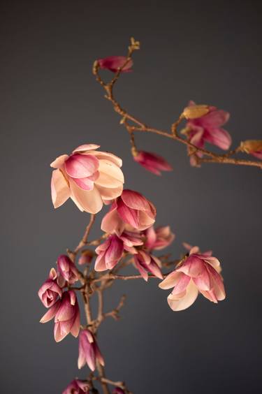 Tulip Magnolia Blossoms on Gray Background thumb