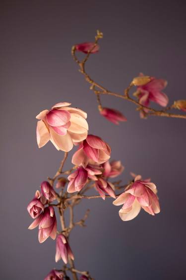 Tulip Magnolia Blossoms on Lavender Background thumb