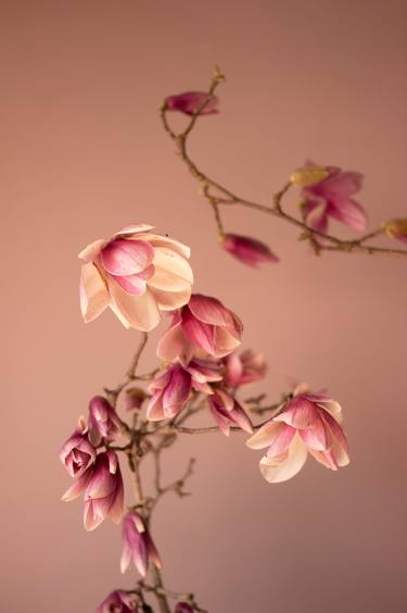 Tulip Magnolia Blossoms on Pink Background thumb
