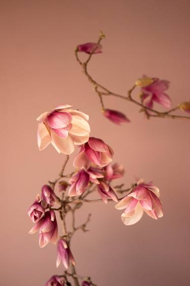 Original Documentary Floral Photography by Steve Hartman