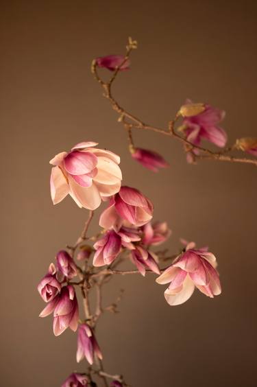 Tulip Magnolia Blossoms on Tan Background thumb