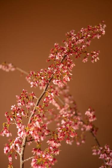 Original Documentary Floral Photography by Steve Hartman