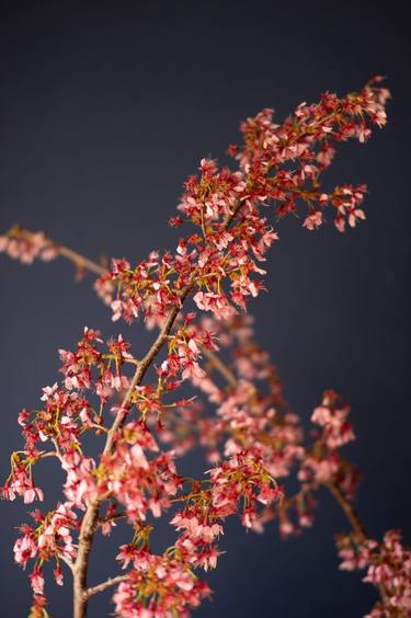 Japanese Cherry Blossoms on Colonial Blue thumb