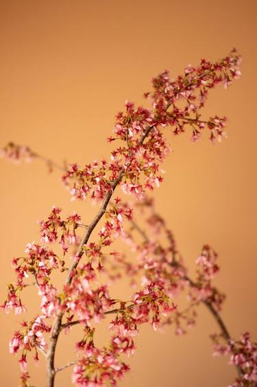 Japanese Cherry Blossoms on Gold thumb