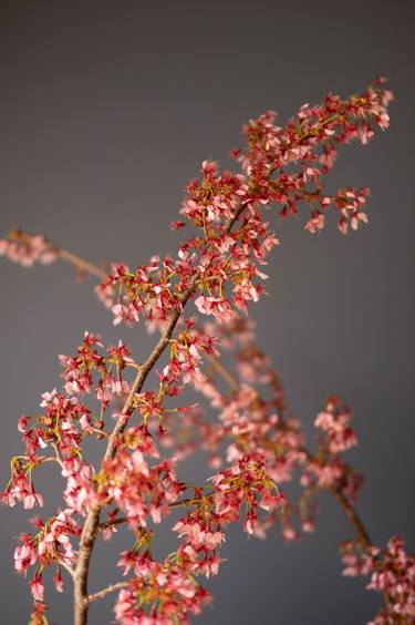 Original Minimalism Floral Photography by Steve Hartman