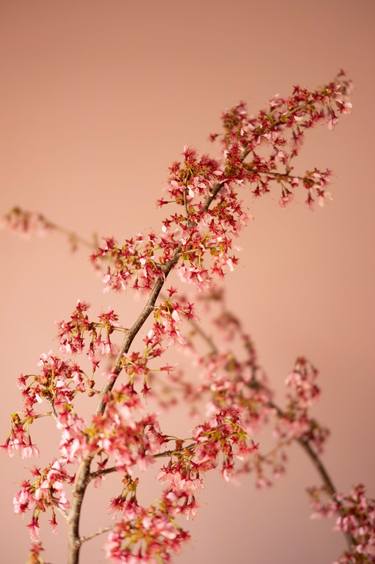 Japanese Cherry Blossoms on Pink Background thumb