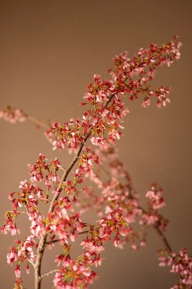 Original Minimalism Floral Photography by Steve Hartman