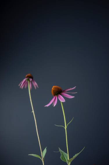 Purple Coneflower on Gray Background thumb