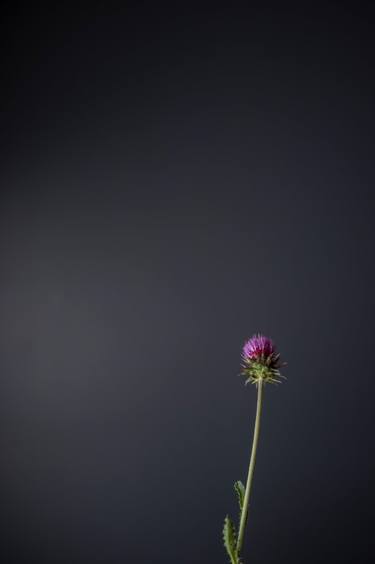 Purple Thistle on Gray Background thumb