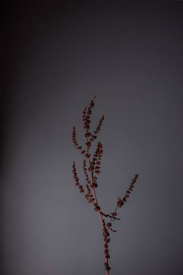 Rust Curly Dock Wildflower on Gray Background thumb