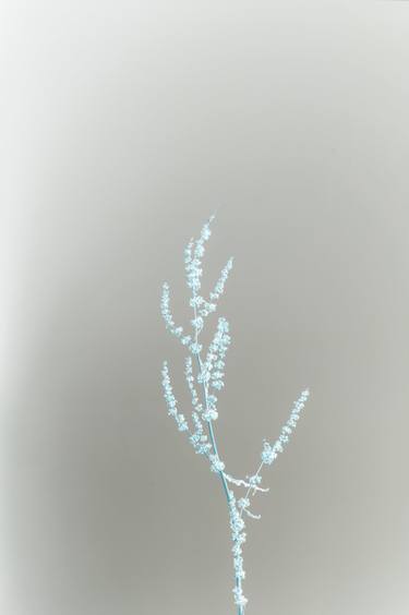 Print of Minimalism Floral Photography by Steve Hartman