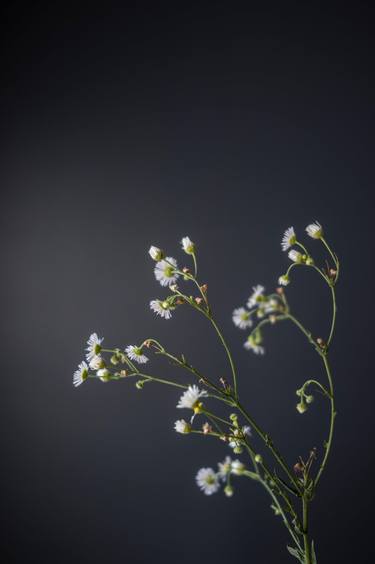 White Fleabane on Gray Background thumb