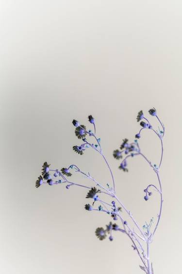 Print of Minimalism Botanic Photography by Steve Hartman