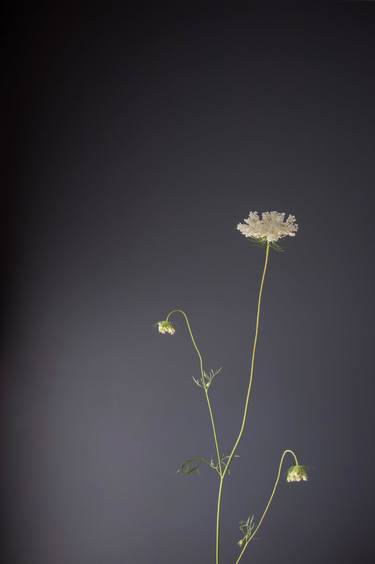 White Wild Carrot Wildflower on Gray thumb