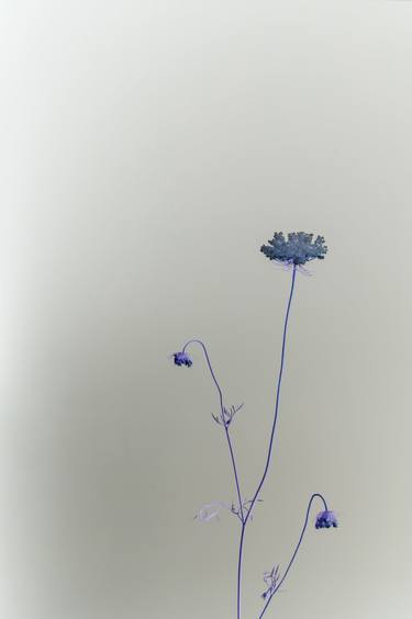 Original Conceptual Botanic Photography by Steve Hartman