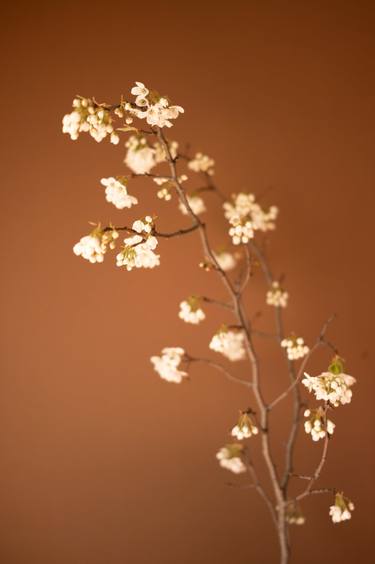 Original Minimalism Floral Photography by Steve Hartman