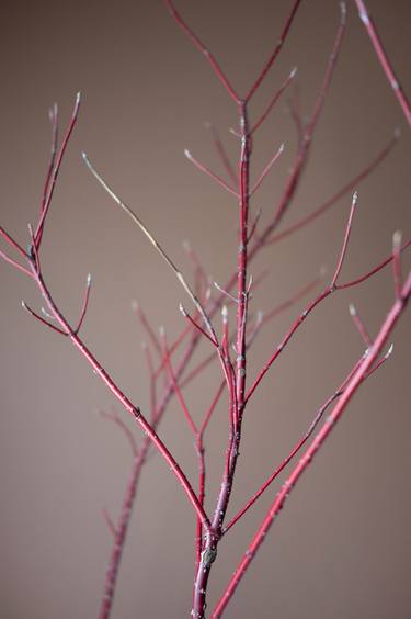 Red Osier Dogwood Branch on Brown Background thumb