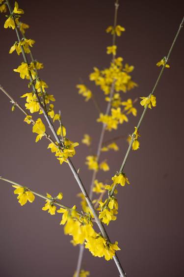 Weeping Forsythia Blossoms on Brown Background thumb