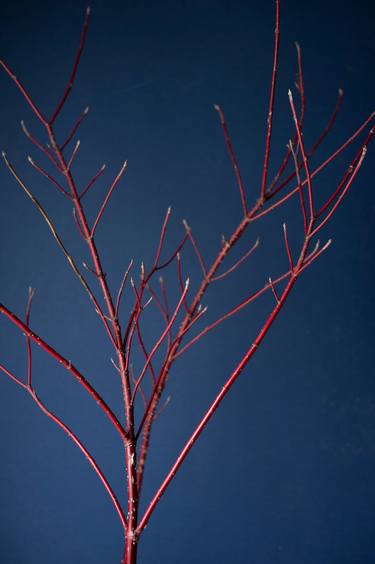 Red Osier Dogwood Stems on Colonial Blue thumb