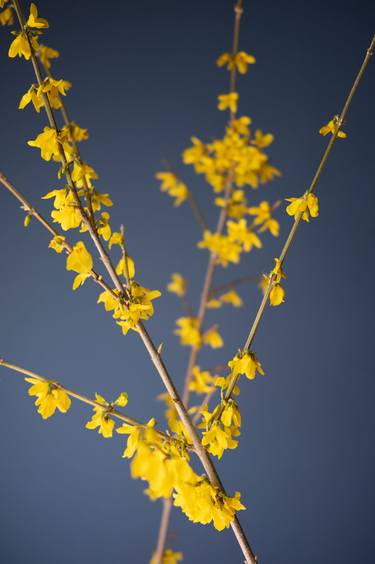 Weeping Forsythia on Colonial Blue thumb